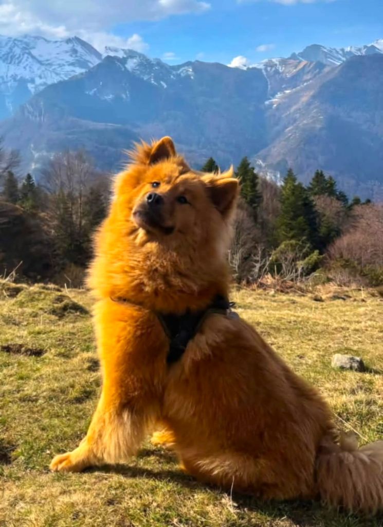 Uma swelly Du Domaine Des Terres De Jade
