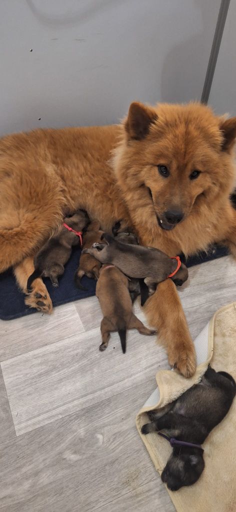 Le 6 septembre, Swelly à donné naissance à 9 superbes babynours.