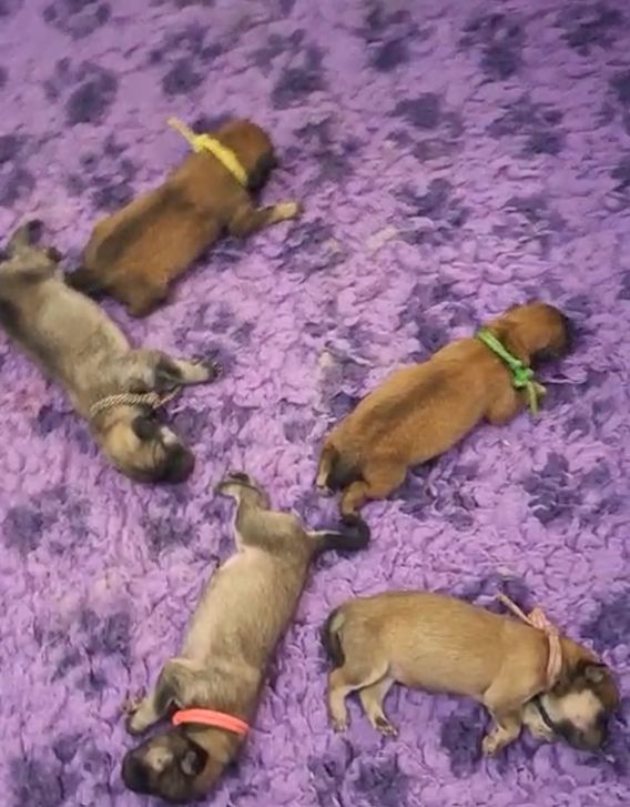 Chiots : Il reste qques disponibilités !