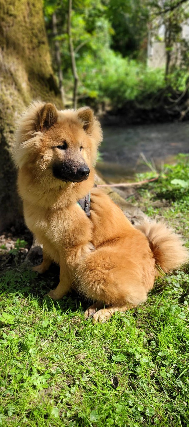 LES LOULOUS NES AUX TERRES DE JADE