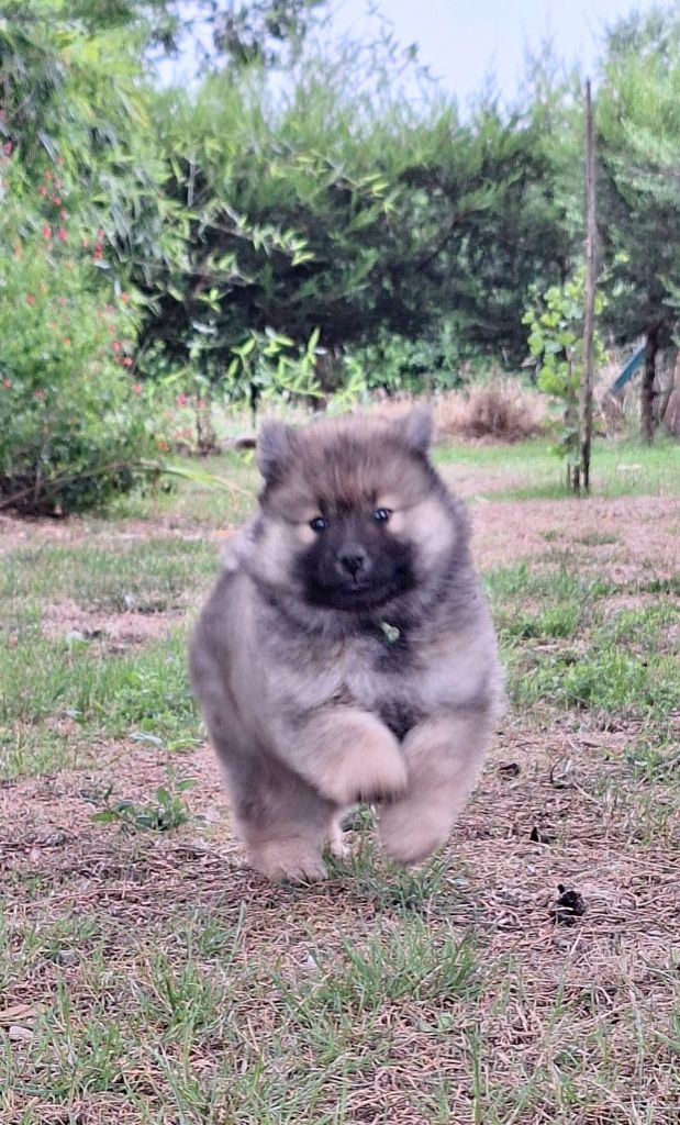 Du Domaine Des Terres De Jade - Chiots disponibles - Eurasier