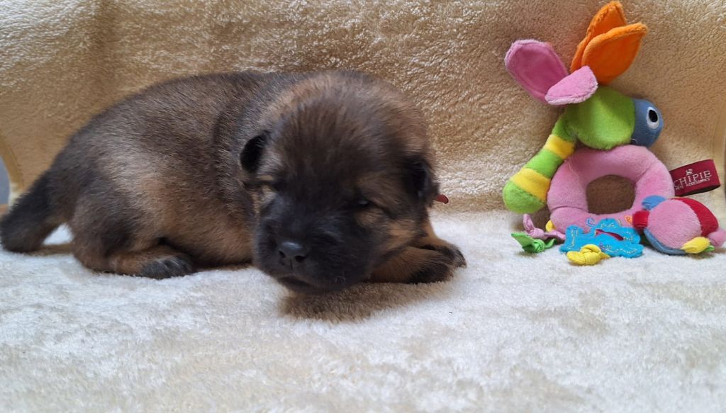 Du Domaine Des Terres De Jade - Chiots disponibles - Eurasier
