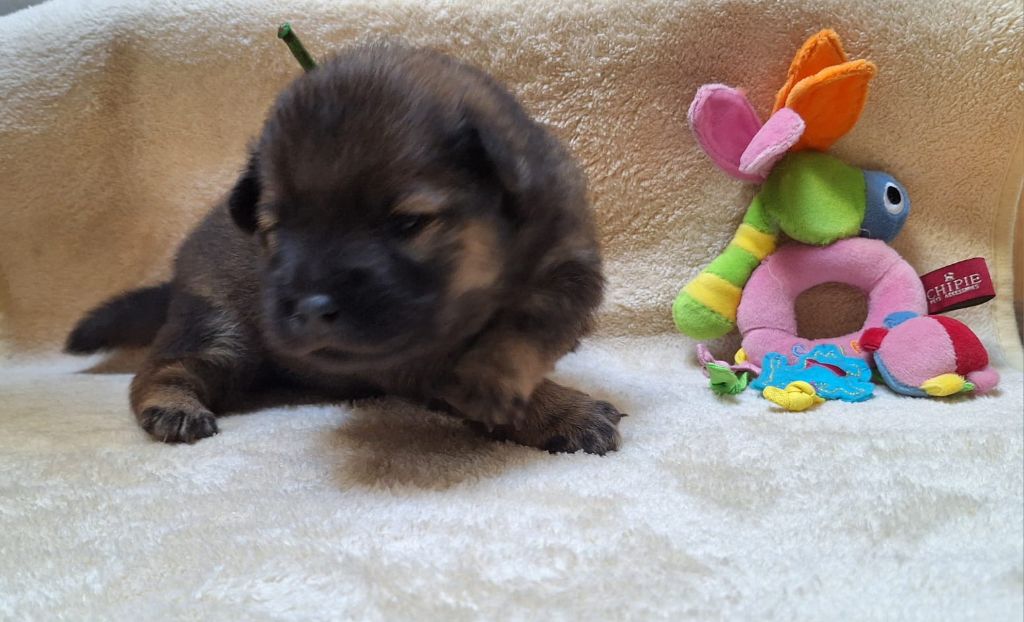 Du Domaine Des Terres De Jade - Chiots disponibles - Eurasier