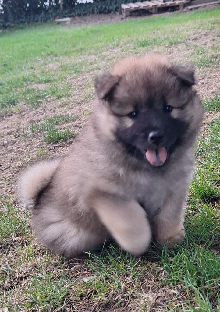 Du Domaine Des Terres De Jade - Chiots disponibles - Eurasier
