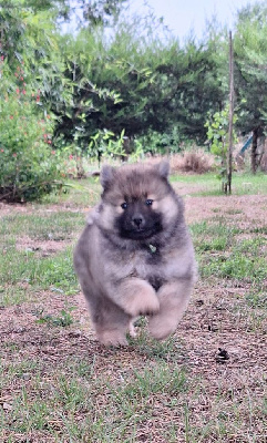 CHIOT 4