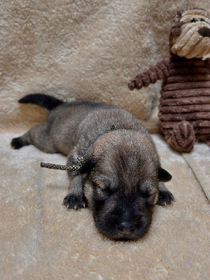 CHIOT 7