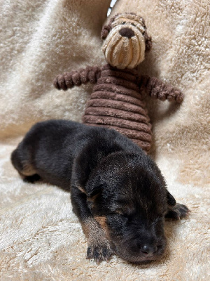 CHIOT 4