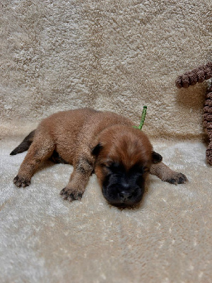 CHIOT 5