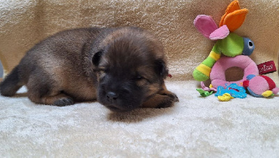 CHIOT 2
