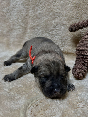 CHIOT 3