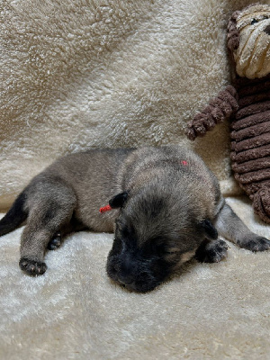 CHIOT 6