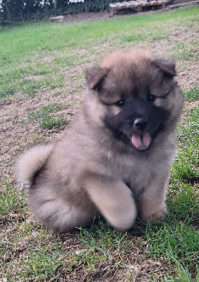 CHIOT 2