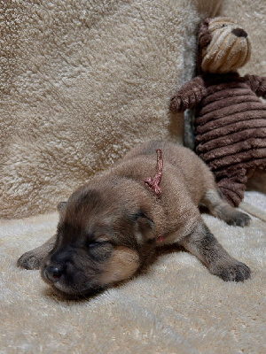 CHIOT 8