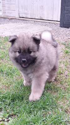 CHIOT 1