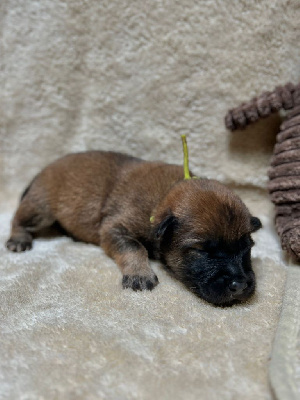 CHIOT 2