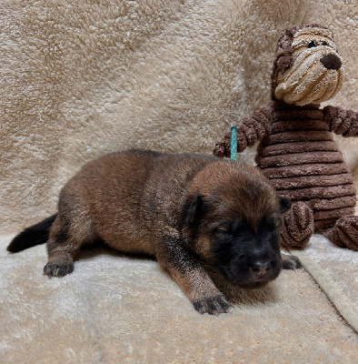 CHIOT 1