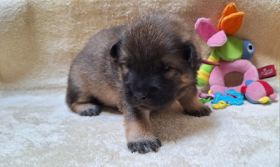 CHIOT 3