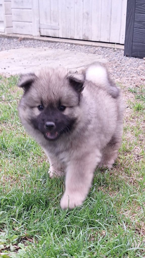 Du Domaine Des Terres De Jade - Chiots disponibles - Eurasier