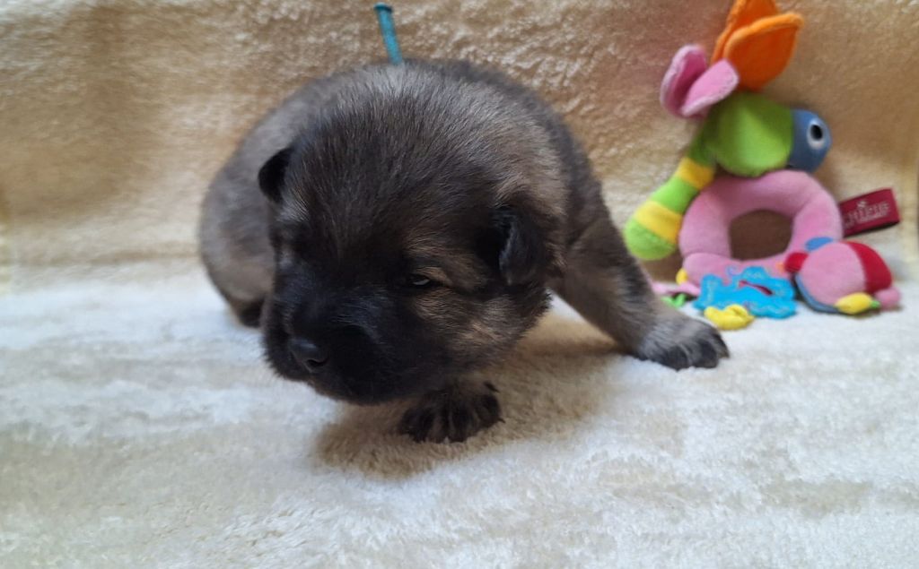 Du Domaine Des Terres De Jade - Chiots disponibles - Eurasier