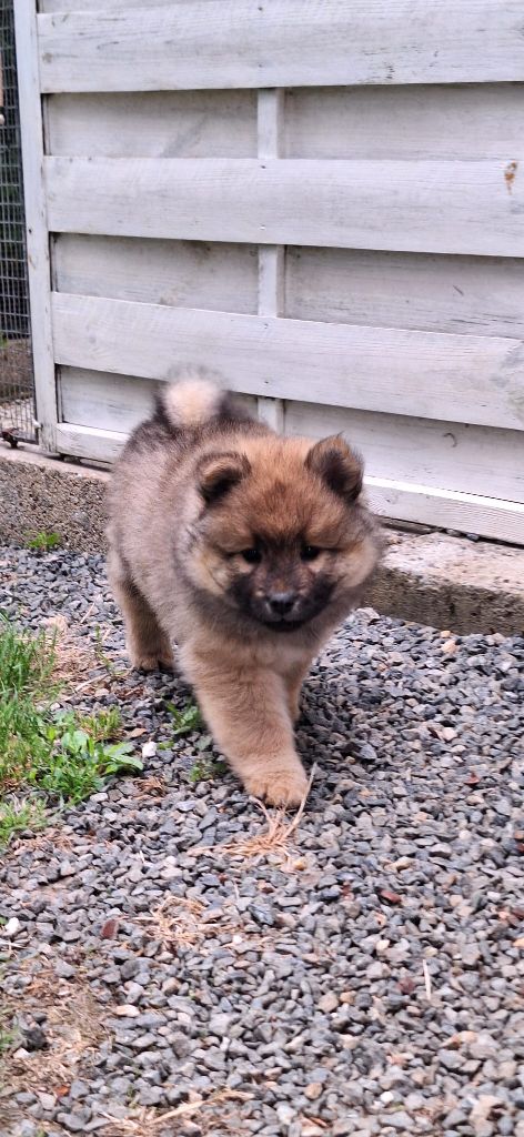 Du Domaine Des Terres De Jade - Chiots disponibles - Eurasier