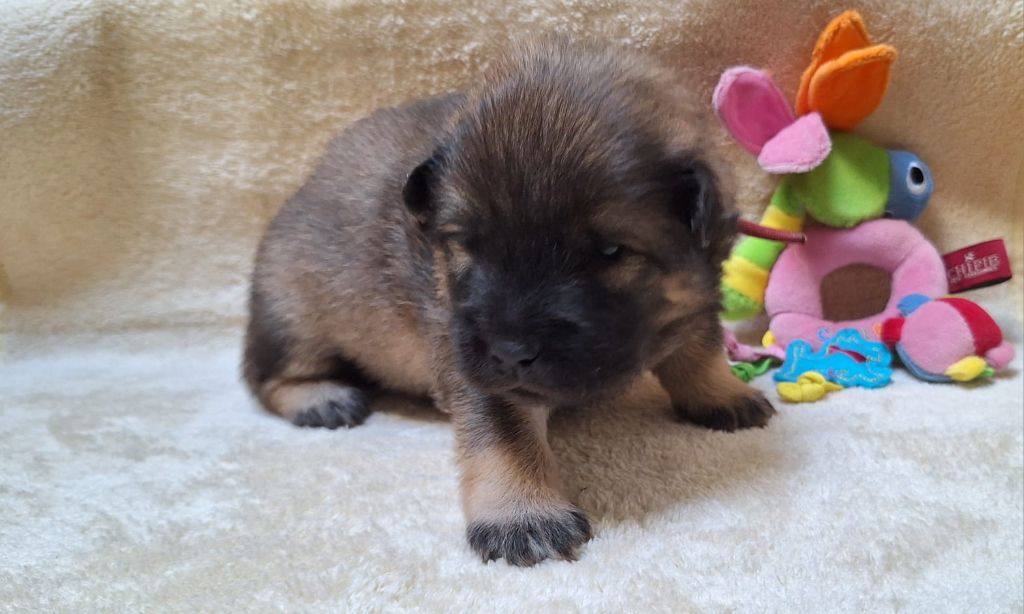 Du Domaine Des Terres De Jade - Chiots disponibles - Eurasier